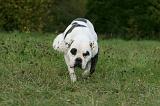 BOULEDOGUE AMERICAIN 367